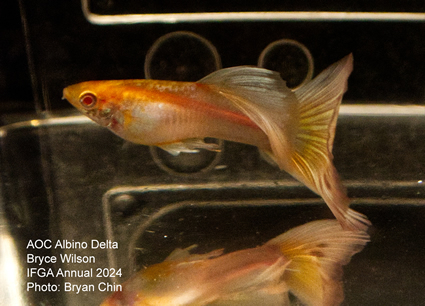 Guppy male AOC Albino